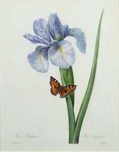 Iris xiphium, gegraveerd door Langlois, uit 